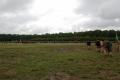 clan saint rieul - JN2007   651